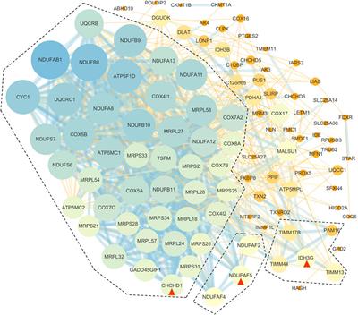 Gene Regulation Network of Prognostic Biomarker YAP1 in Human Cancers: An Integrated Bioinformatics Study